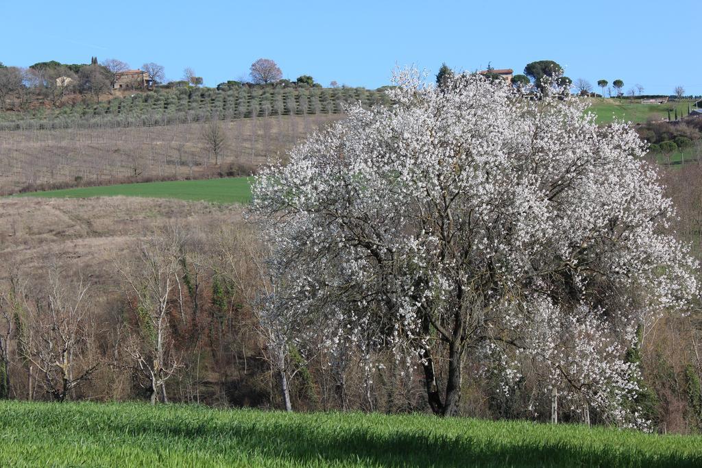 Fattoria Di Rigone Villa Coltavolino Exterior foto
